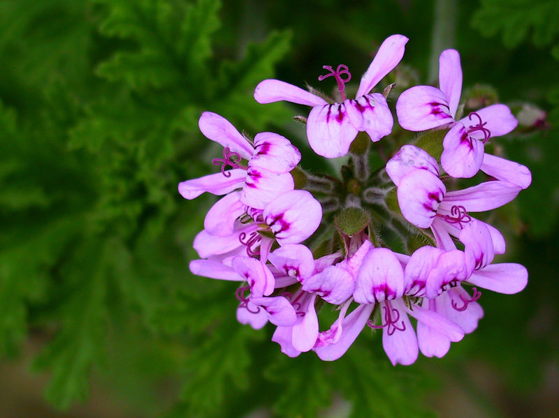 Pelargonium_graveolens