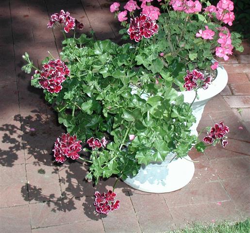 Pelargonium_peltatum