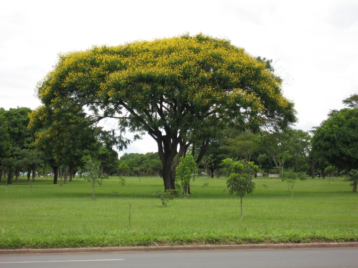 Peltophorum Dubium