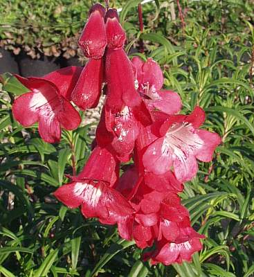 Penstemon gloxfire