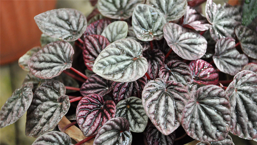 Peperomia caperata 