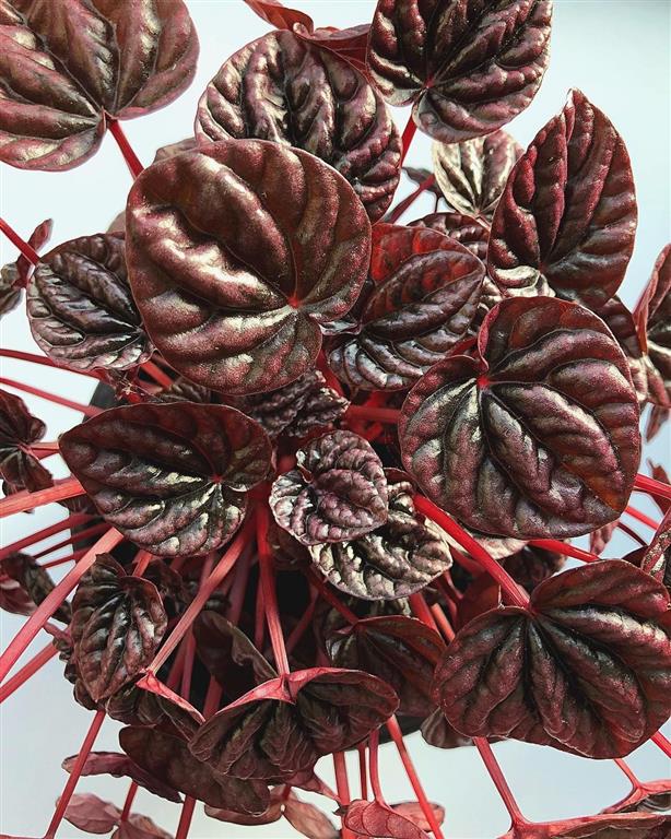 Peperomia caperata schumi red