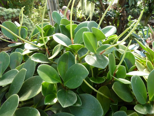 Peperomia magnoliifolia