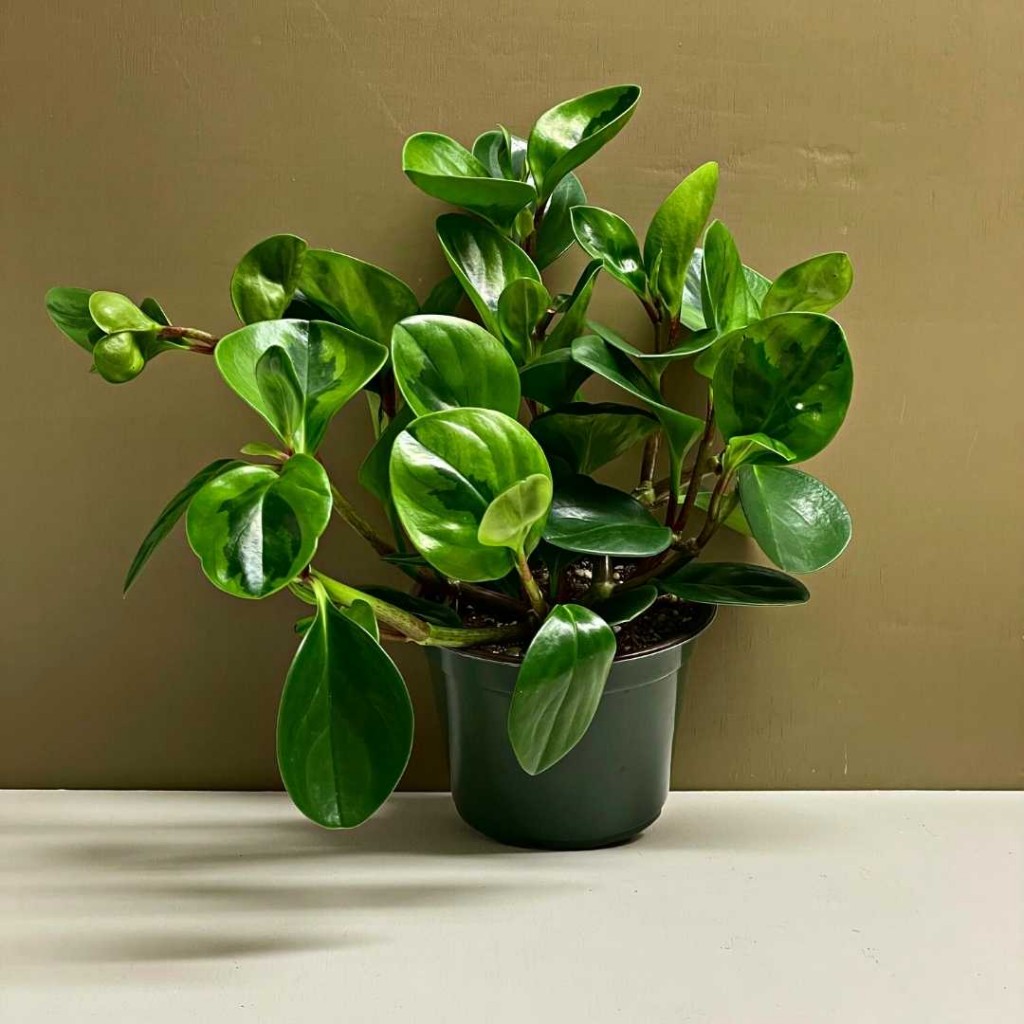 Peperomia obtusifolia 8