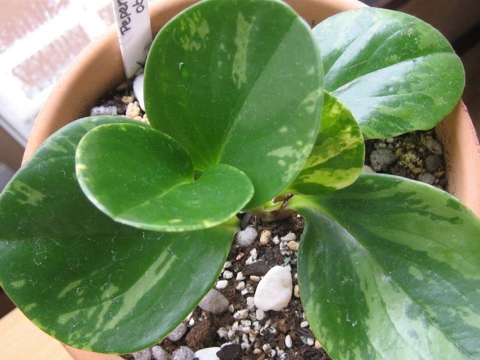 Peperomia obtusifolia 