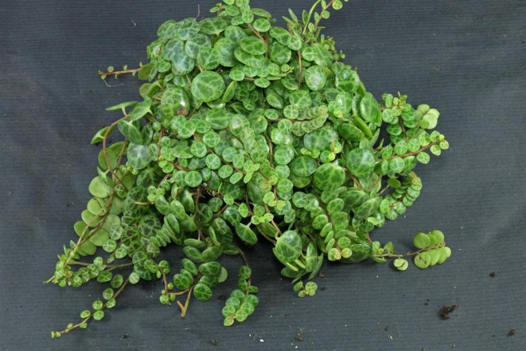 Peperomia-prostrata