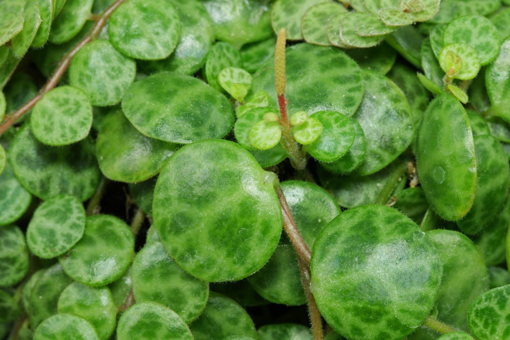 Peperomia-prostrata-3