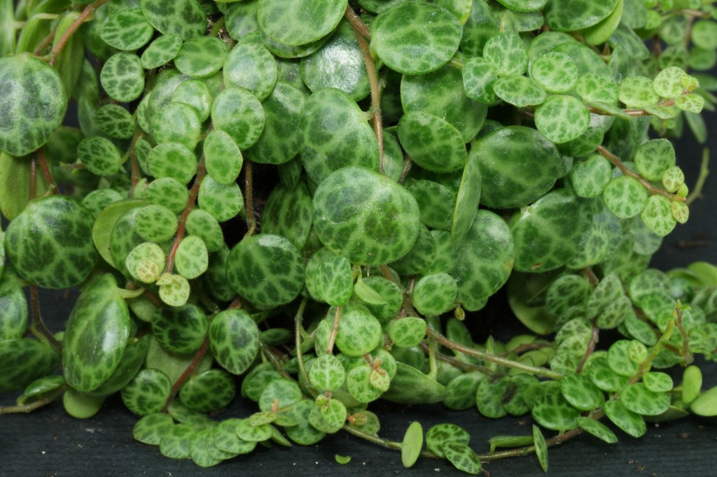 Peperomia-prostrata-5