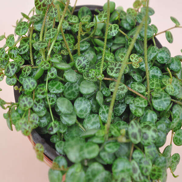 Peperomia-prostrata