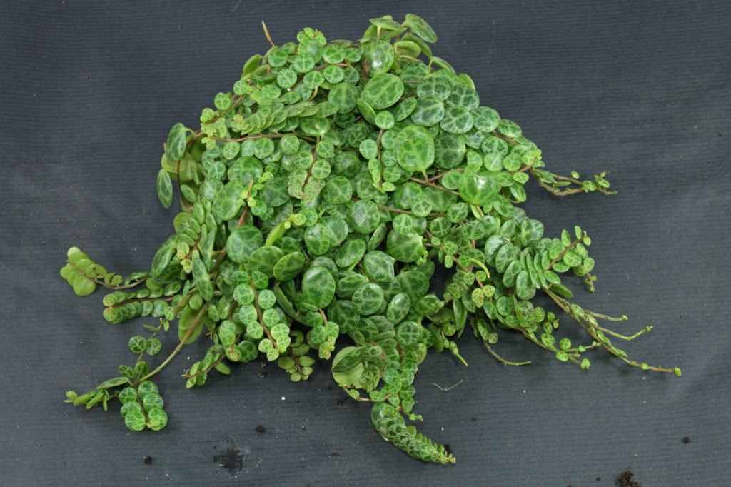 Peperomia-prostrata