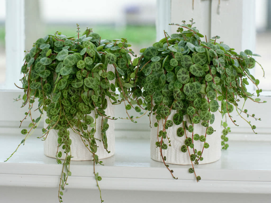 Peperomia-prostrata1