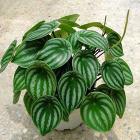 -Peperomia-sandersii-95