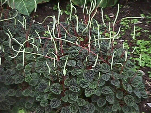 Peperomia_caperata