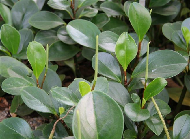 Peperomia_magnoliifolia