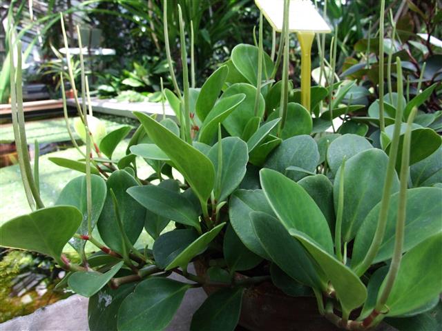 Peperomia_magnoliifolia_1-OB9