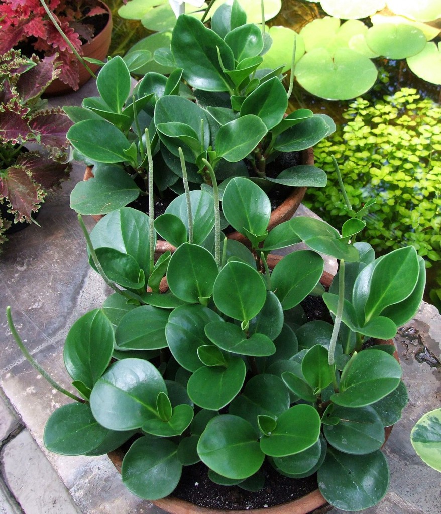 Peperomia_obtusifolia