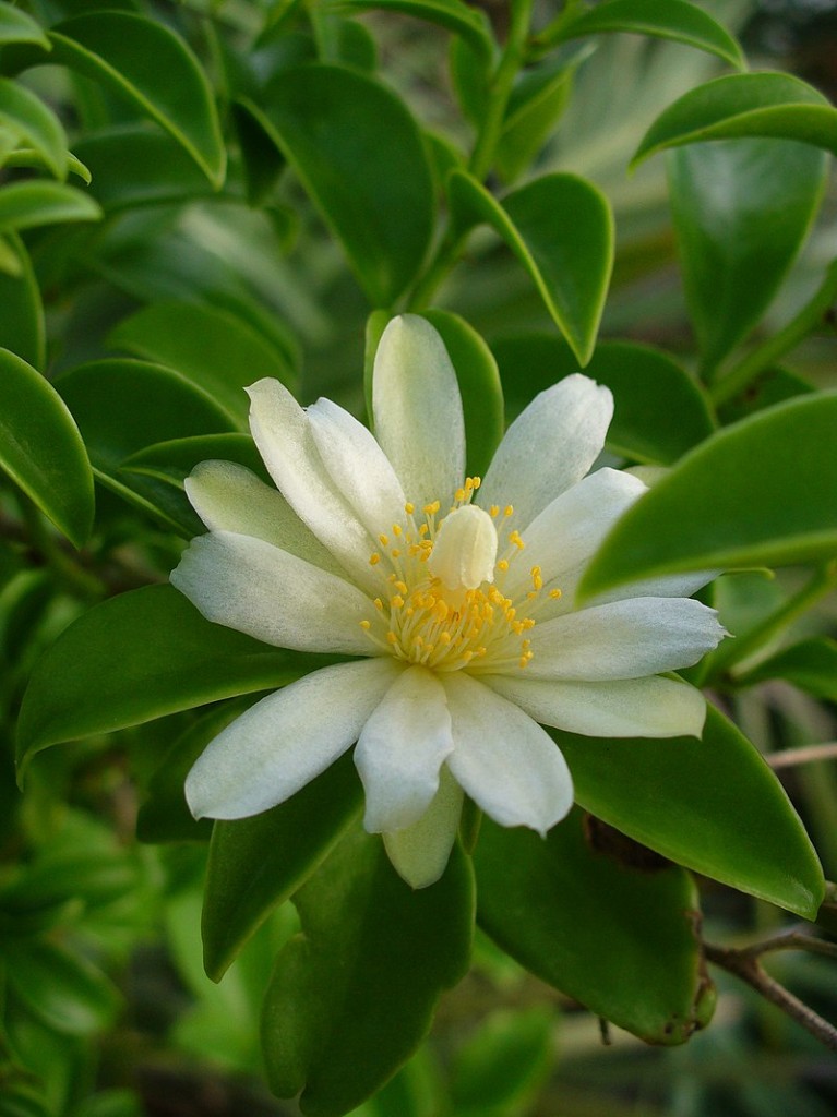 Pereskia_aculeata