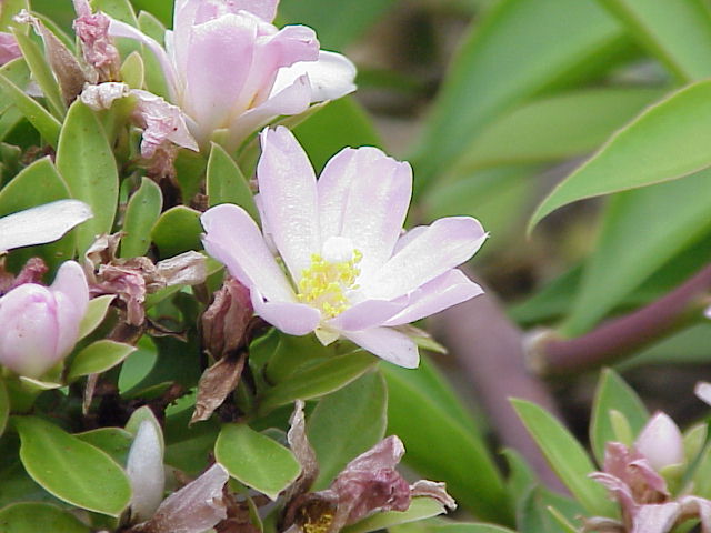 Pereskia_grandifolia2