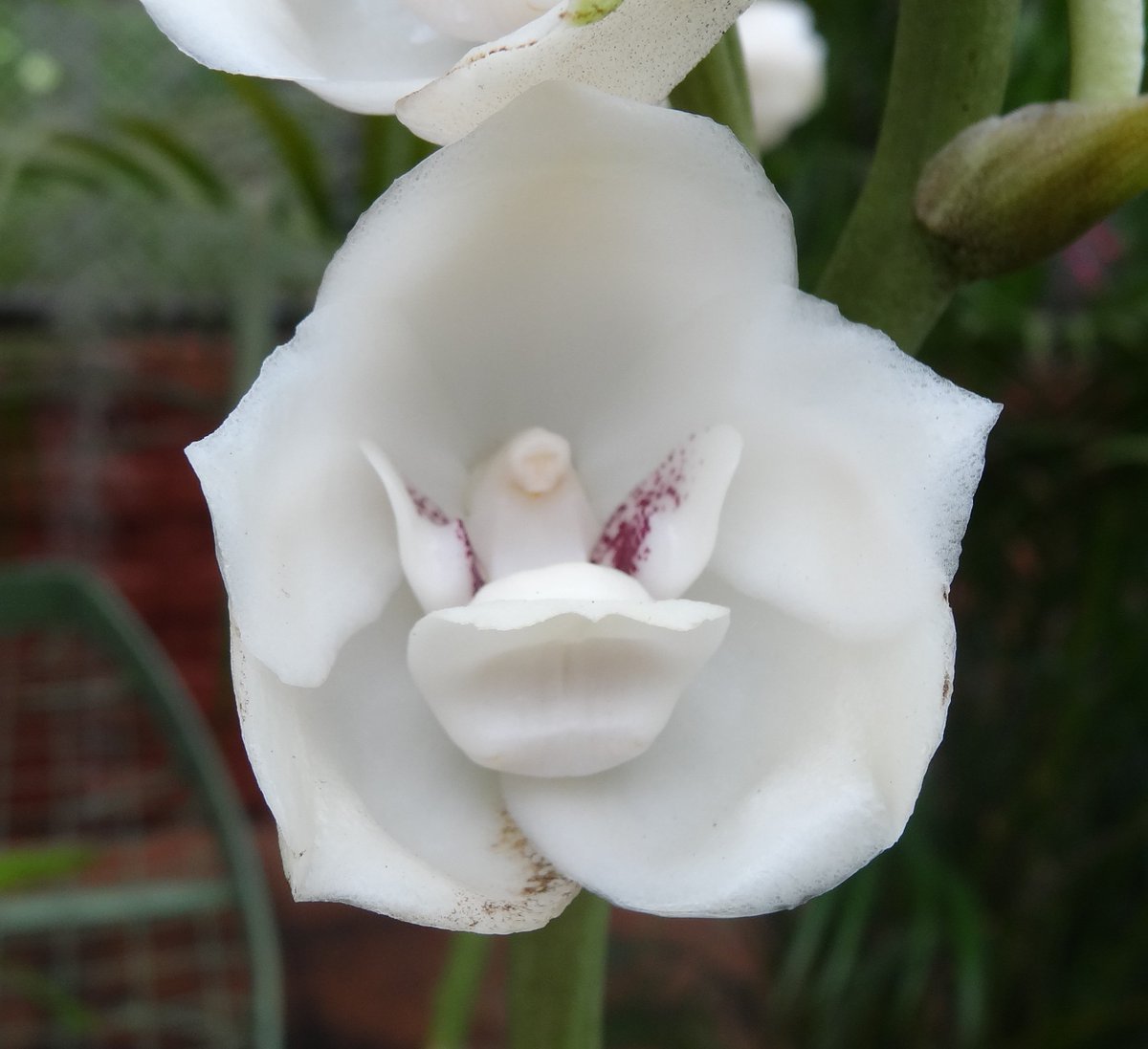 Peristeria Elata_1