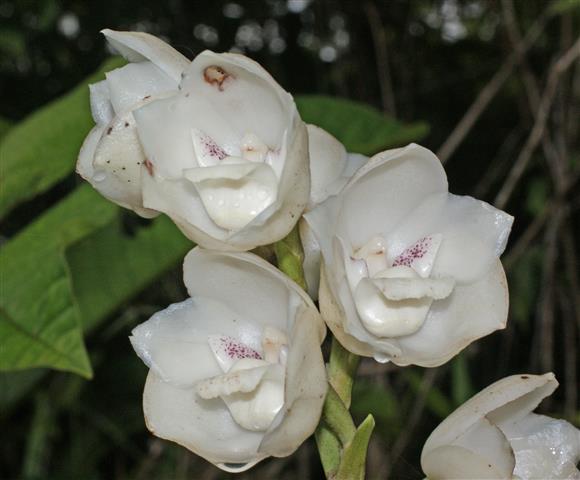 Peristeria elata_1