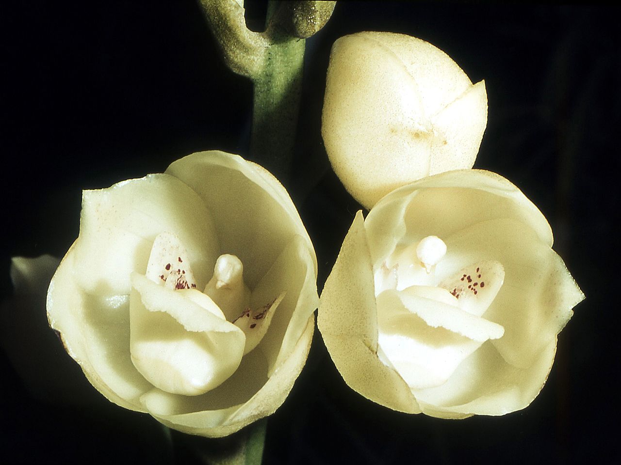 Peristeria_elata