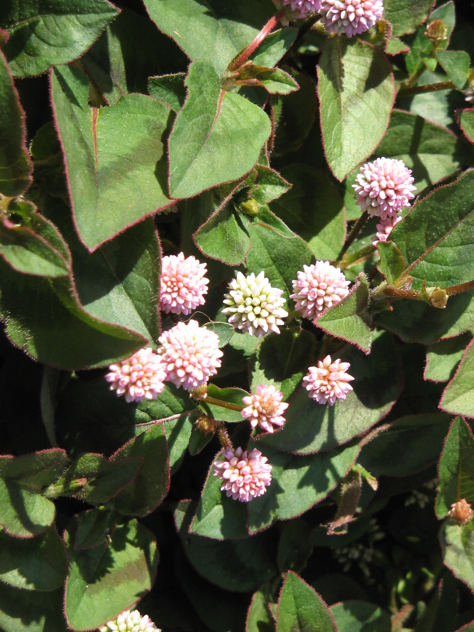 Persicaria_capitata02