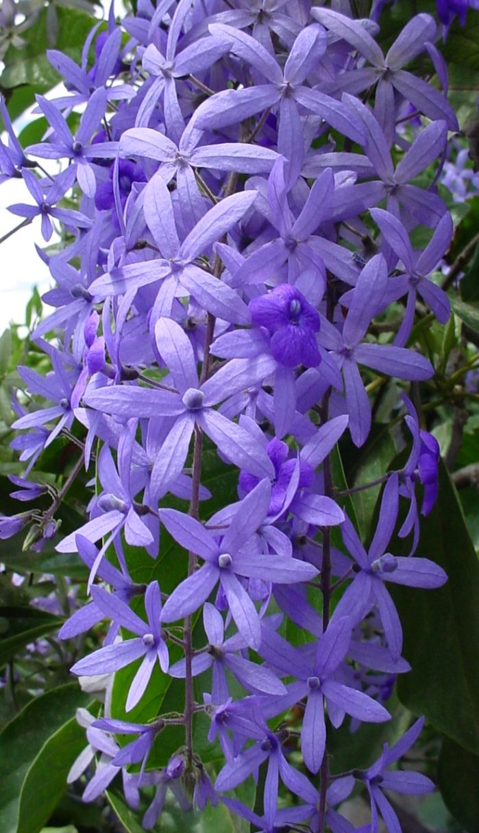 Petrea subserrata111