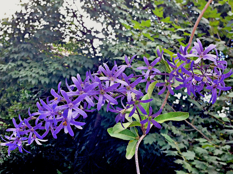 Petrea-volubilis-04