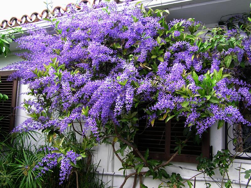 Petrea