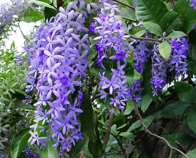 Petrea_volubilis