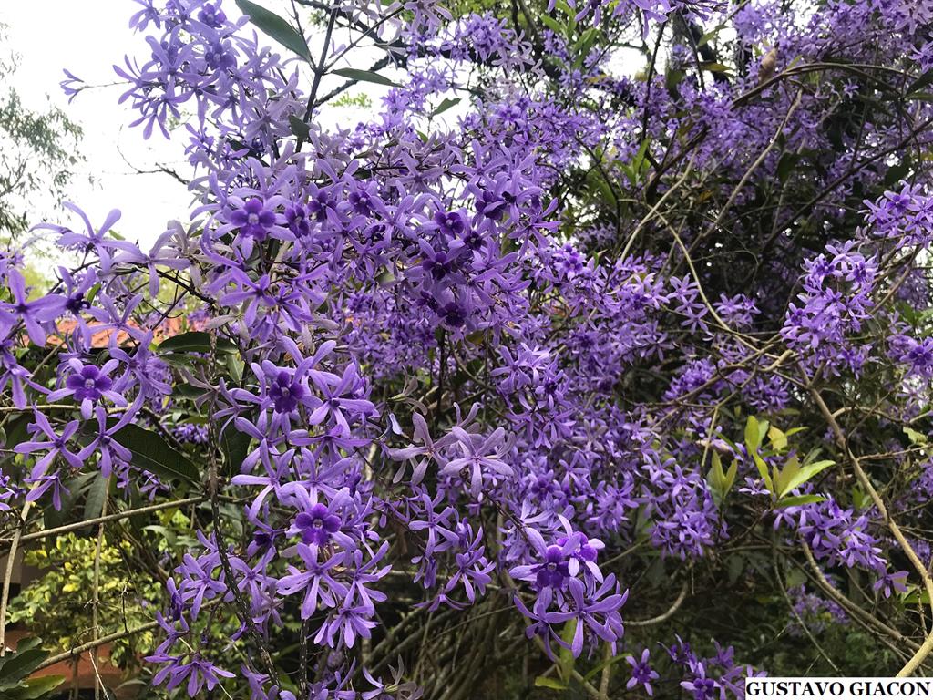  petrea volubilis 