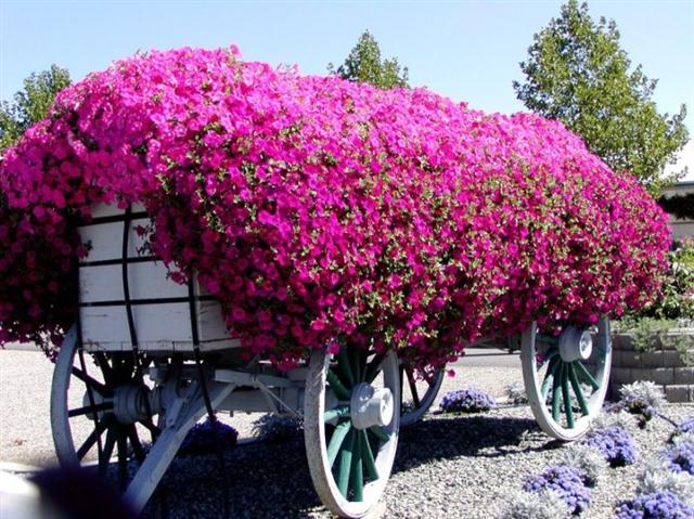 Petunia Integrifolia