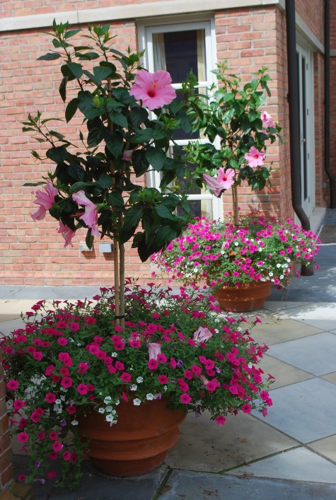 Petunia Integrifolia