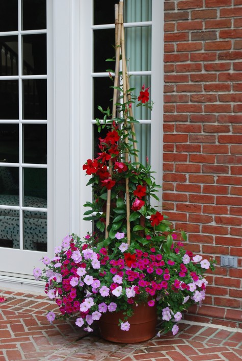 Petunia Integrifolia1