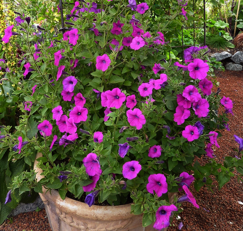 Petunia Integrifolia123