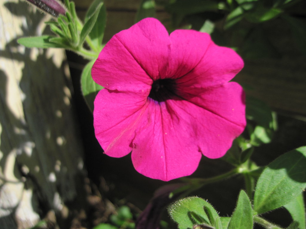 Petunia Integrifolia