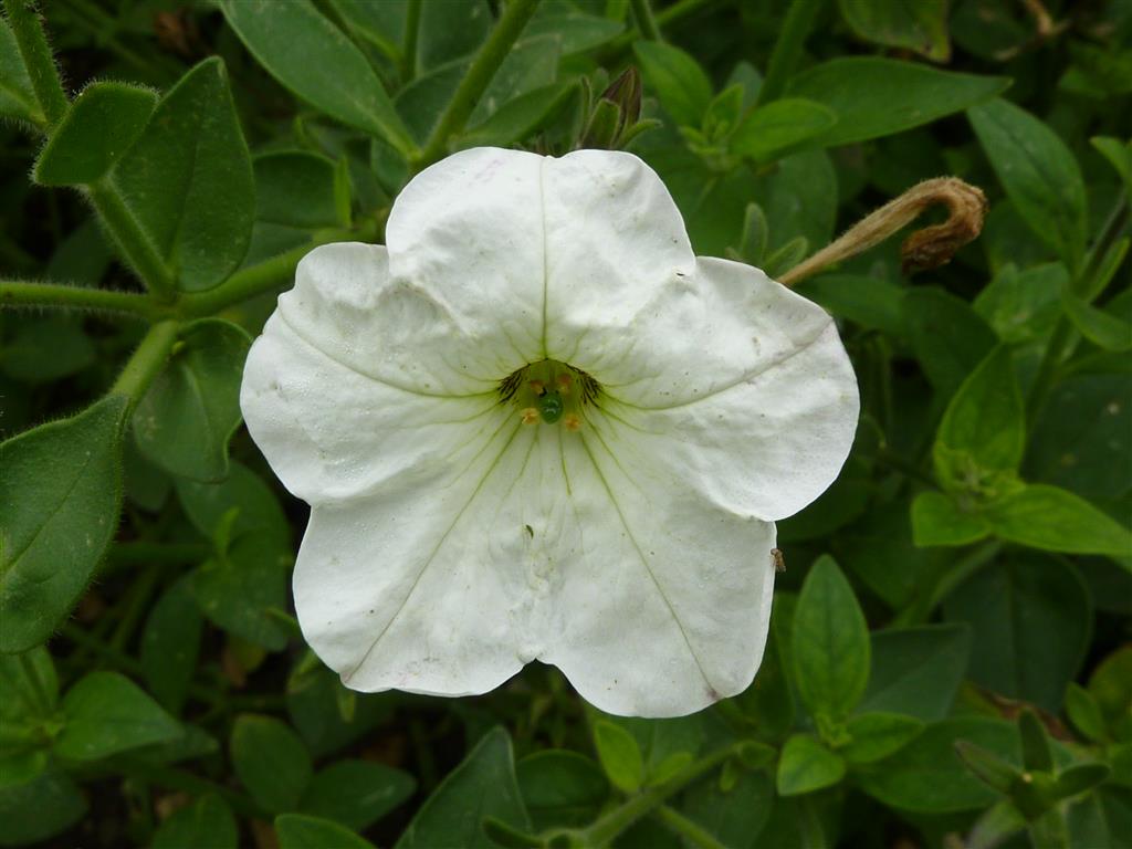 Petunia axillaris