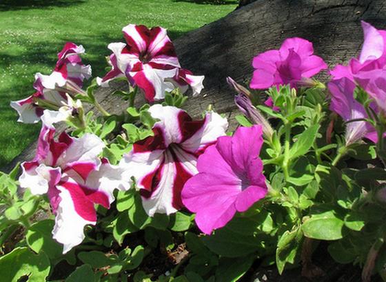 Petunia-hybrida