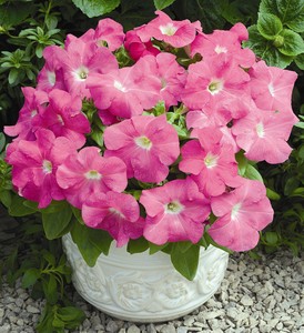 Petunia_Grandiflora