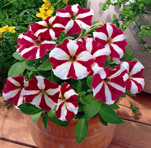 Petunia_Multiflora