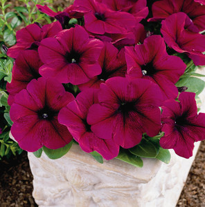 Petunia_Multiflora