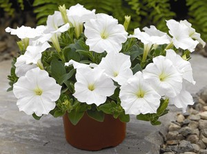 Petunia_X_Hybrida_1