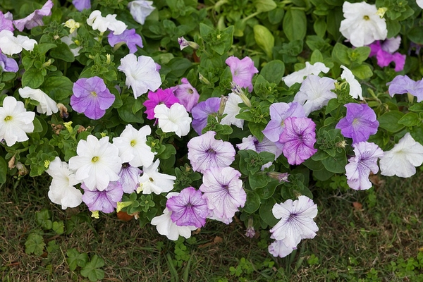 Petunia_X_Hybrida_1