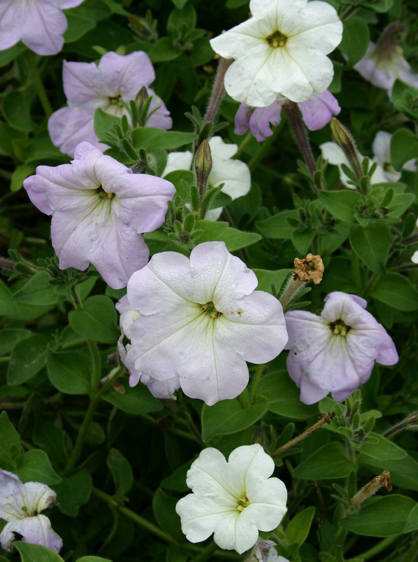 Petunia_axillaris