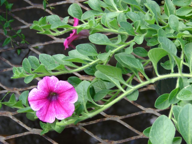 Petunia_x_hybrida