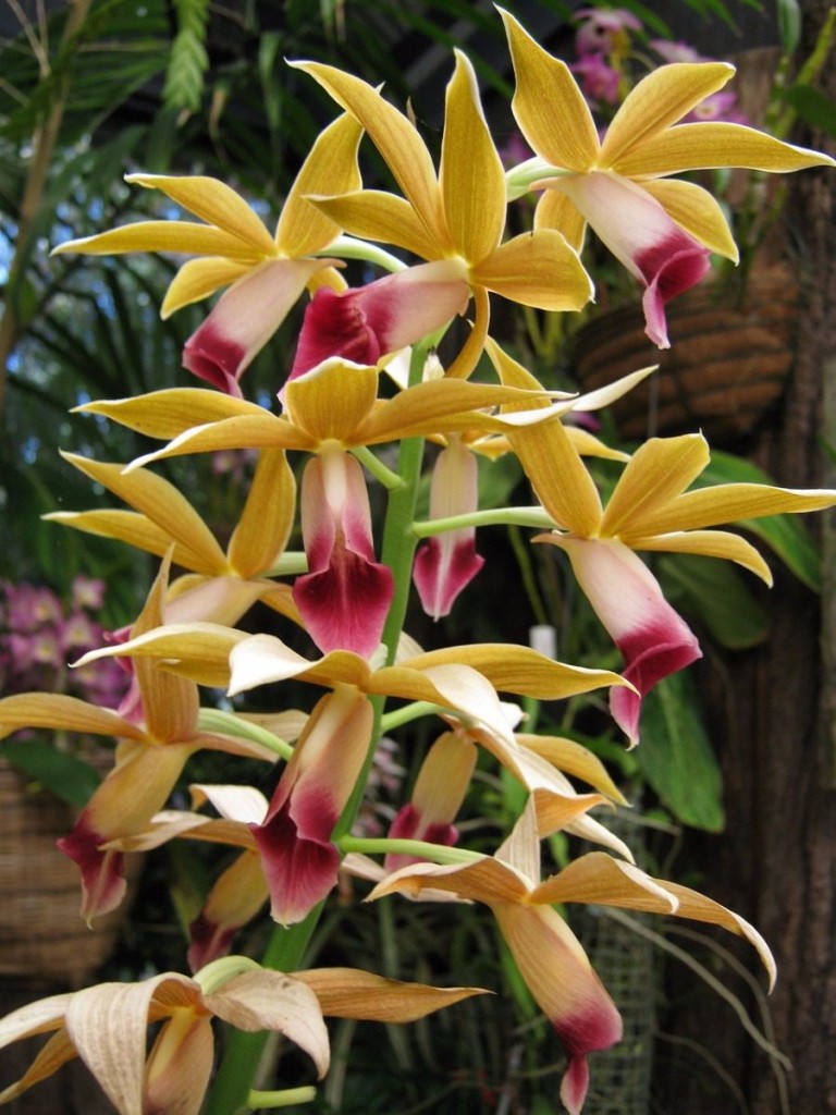 Phaius Tankerville