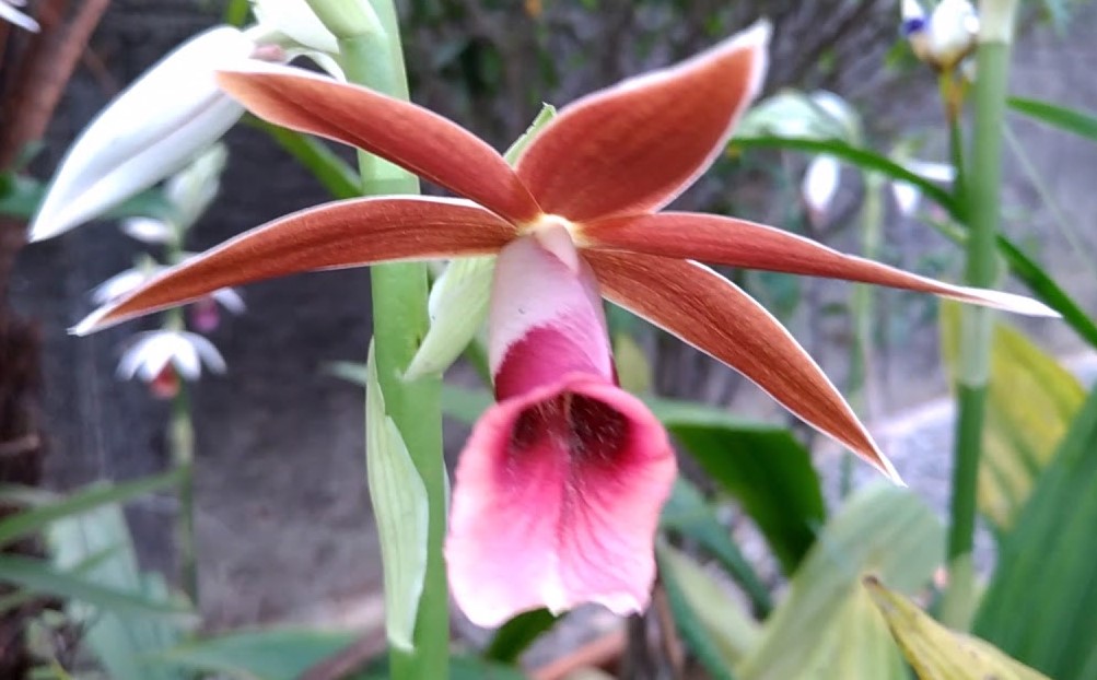 Phaius Tankervilleae