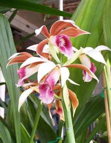 Phaius-grandifolius-2