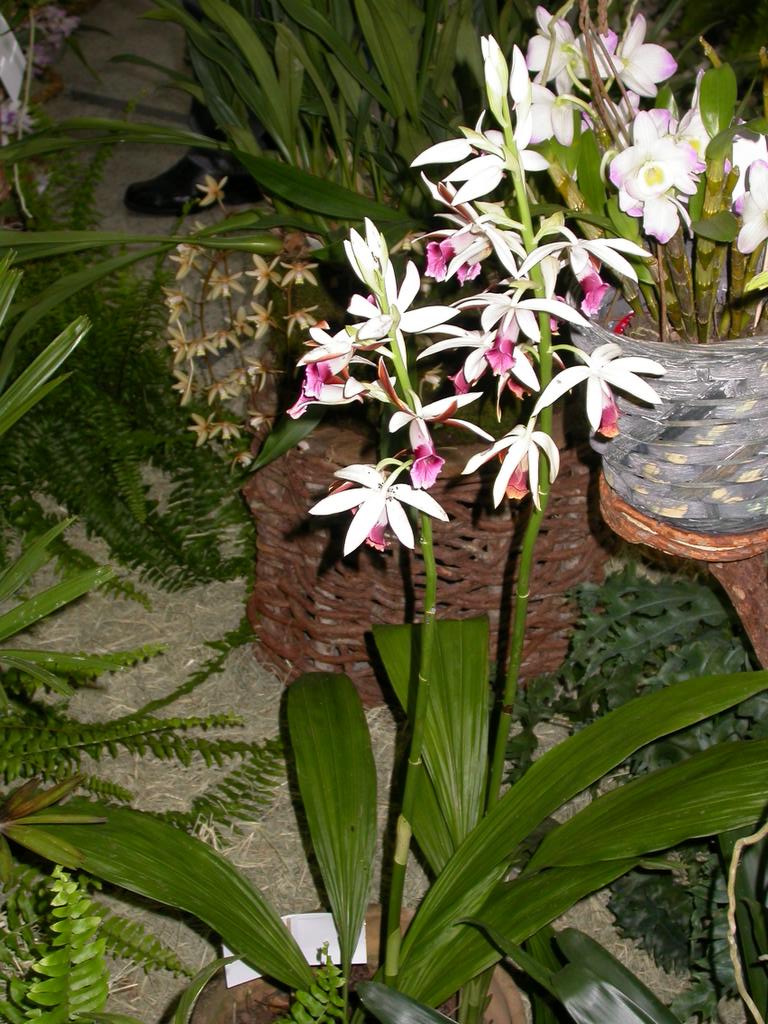 Phaius tankervilleae 