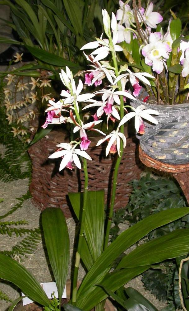 Phaius tankervilleae